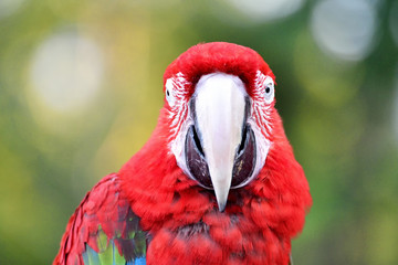 parrot