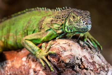 Green iguana (Iguana iguana)