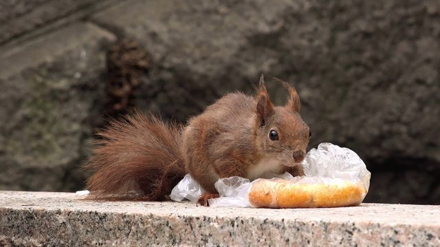 Hungry squirrel feeding with fast food leftovers, wild animal in urban environment