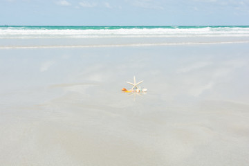 Obraz na płótnie Canvas Beautiful starfish with sea