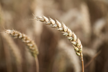 Detail of a ripe ear of rye