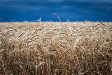 Fototapeta na wymiar Gold wheat field before the storm