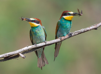 European bee-eaters sitting together on a brach
