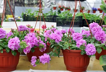 Fototapeta na wymiar Цветущие растения в горшках на прилавке магазина.