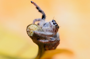 Jumping Spider