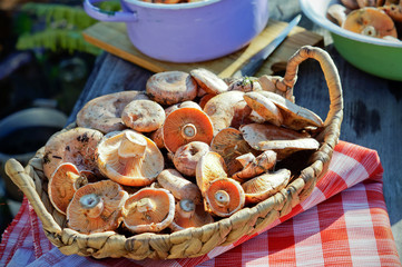 Saffron milk caps in a basket on the table