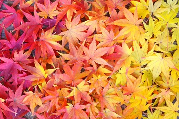 モミジの紅葉 　グラデーション