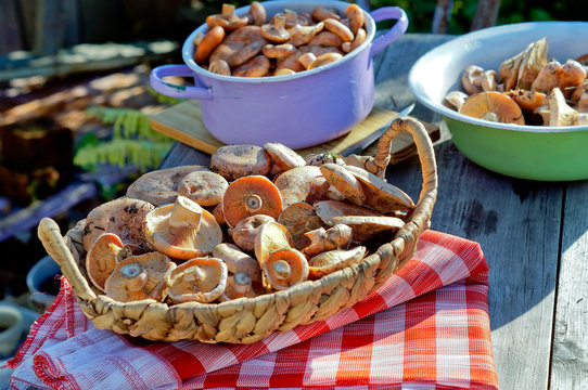 Mushrooms Lactarius deliciosus for cooking on the table outdoors
