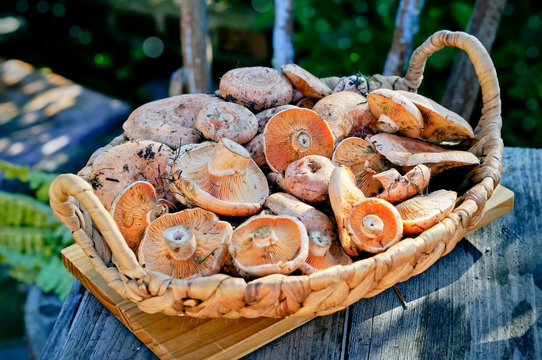 Mushrooms in a basket on the table in the garden