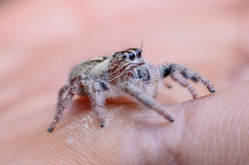 Jumping Spider