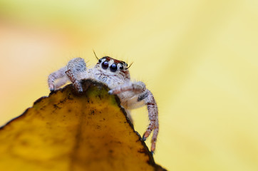Jumping Spider