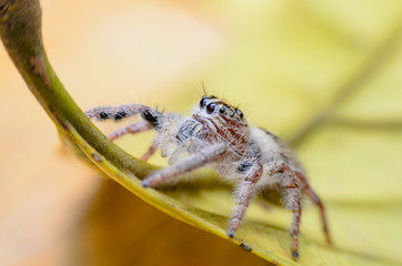 Jumping Spider