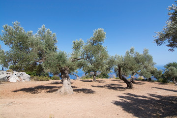 Rural olive trees in a seaside farm with Mediterranean ocean vie