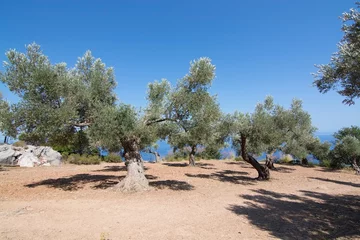 Rural olive trees in a seaside farm with Mediterranean ocean vie