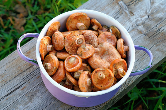 Mushrooms in saucepan on a bench outdoors