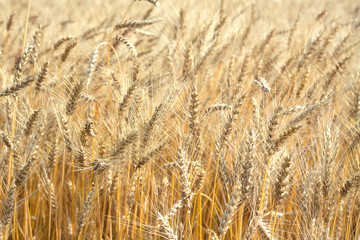 Fototapeta premium Lot ears of rye on rural field on summer day closeup as background