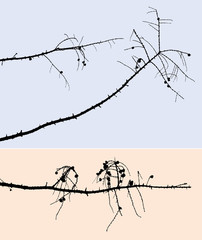 dry pine branches