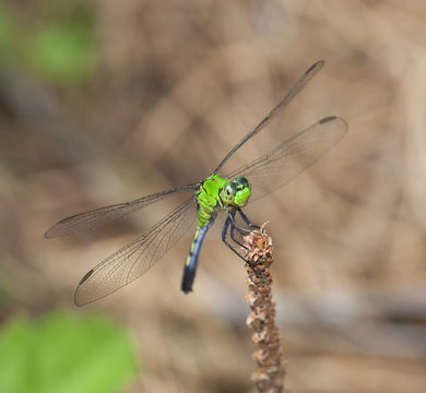 Smiling dragonfly