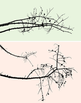 silhouettes of the pine branches