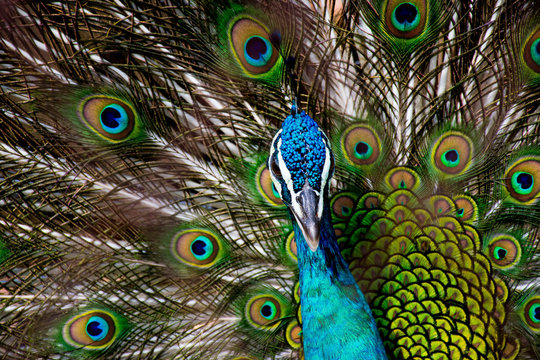 Fototapeta peacock in zoo