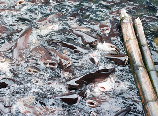 Iridescent shark in farm