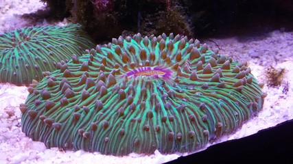 Wundersch&auml;ne Koralle