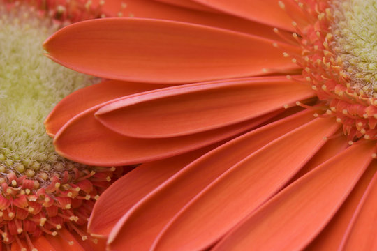 Orange Gerber Daisies