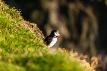 Atlantic puffin in Western Iceland