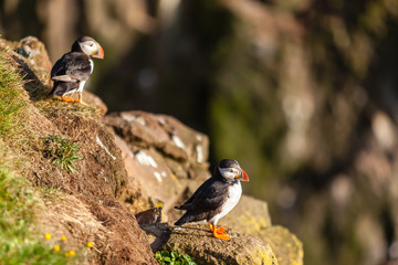 Atlantic puffins in Western Iceland
