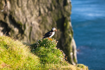 Atlantic puffin in Western Iceland