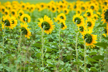 Sunflowers Field