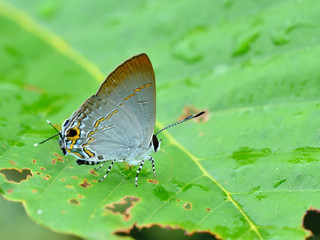 Butterfly (Common Pierrot) , Thailand