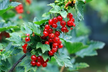 Красная смородина в летнем саду
