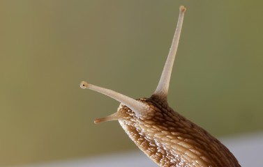 chiocciola lumaca primo piano