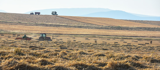 Obraz premium tarlada çalışan çiftçiler ve hasat görüntüleri