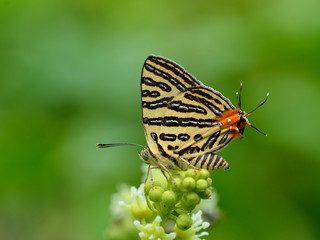 Fototapeta na wymiar Butterfly (Small Long-banded Silverline) , Thailand