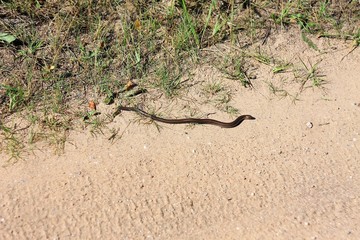 Веретеница на песке