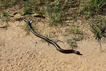Веретеница на песке