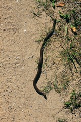 Веретеница на песке