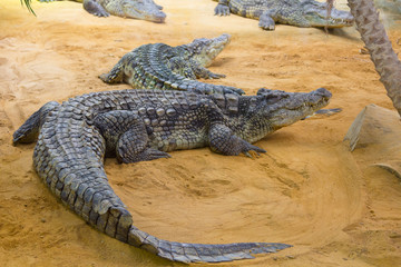 group of dangerous Nile crocodiles resting (Crocodylus niloticus