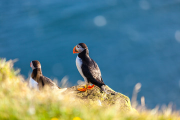 Atlantic puffin in Western Iceland