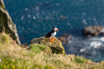 Atlantic puffin in Western Iceland