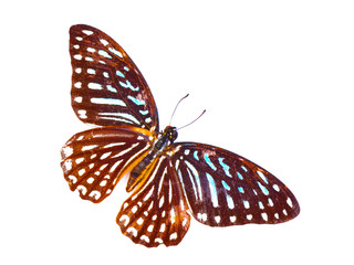 Butterfly isolated on white background