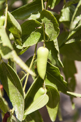 young green peppers growing 