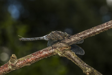 Großer Blaupfeil (Orthetrum cancellatrum)