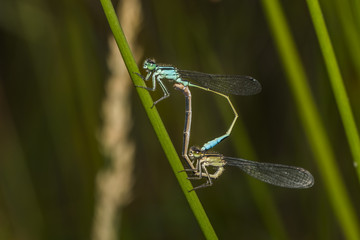 Große Pechlibelle (Ischnura elegans)