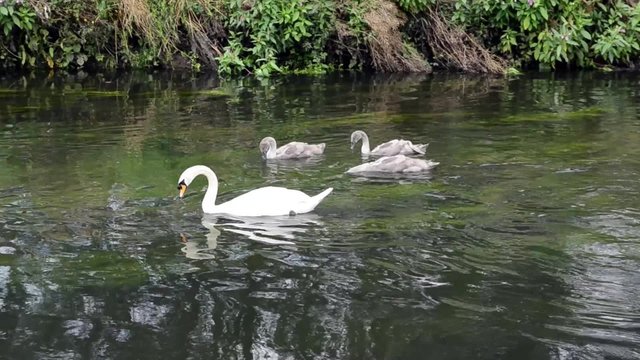 Swans and Cygnets Swimming Upstream