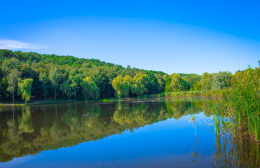 Pond on a sunny day