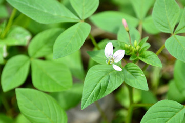 Fringed Spider Flower, Cleome rutidosperma, Central of Thailand
