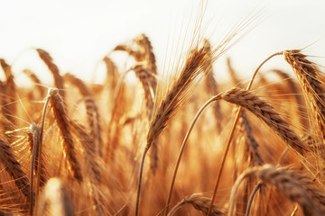 Reifes Getreide im Sommer kurz vor der Ernte